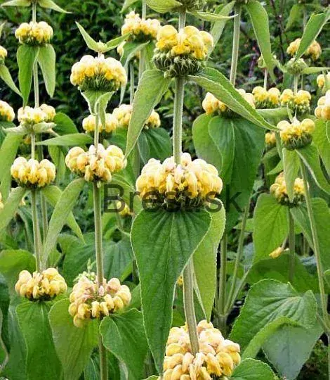 Phlomis russeliana